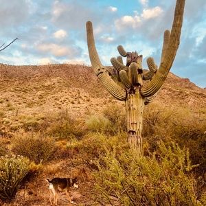 Desert Musings